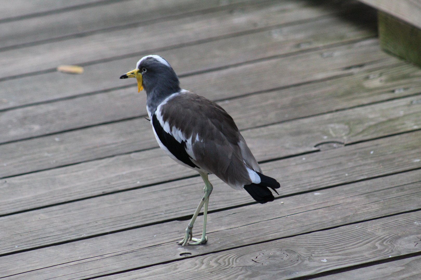 White-Crowned Lapwing