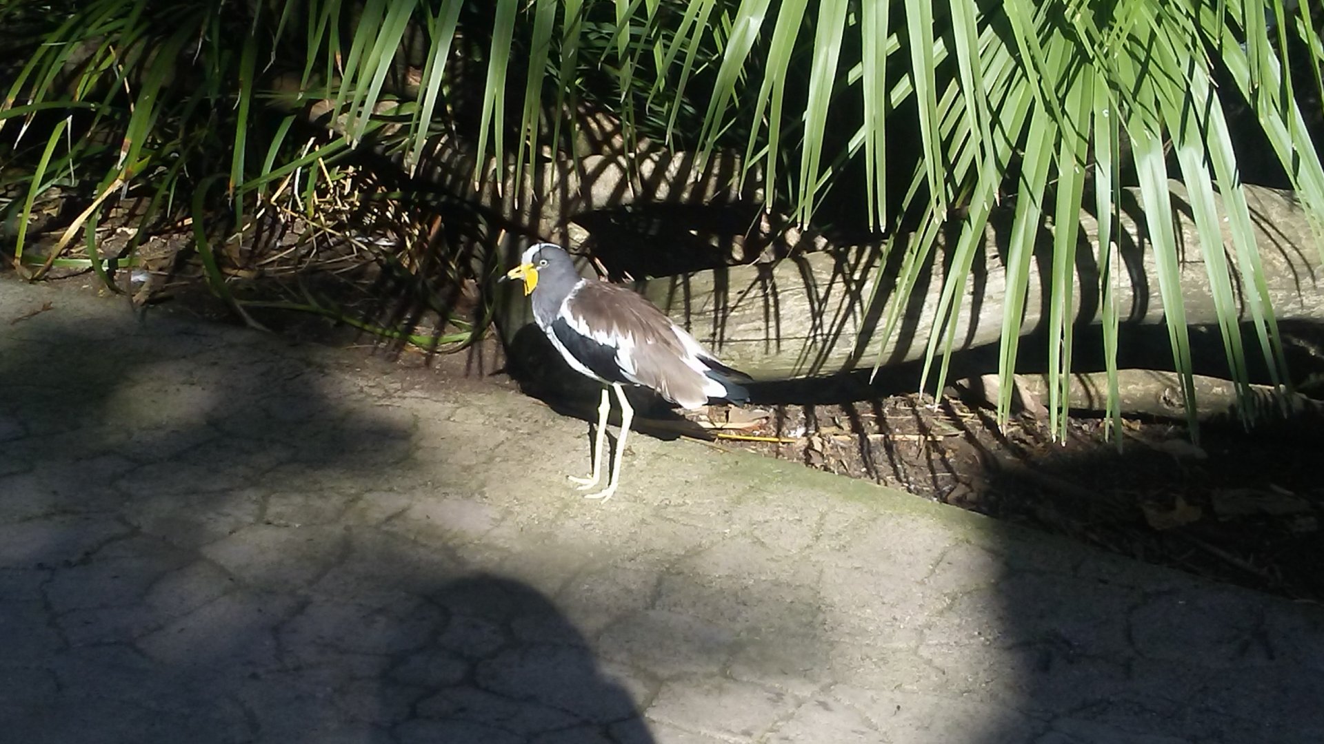 White-crowned lapwing