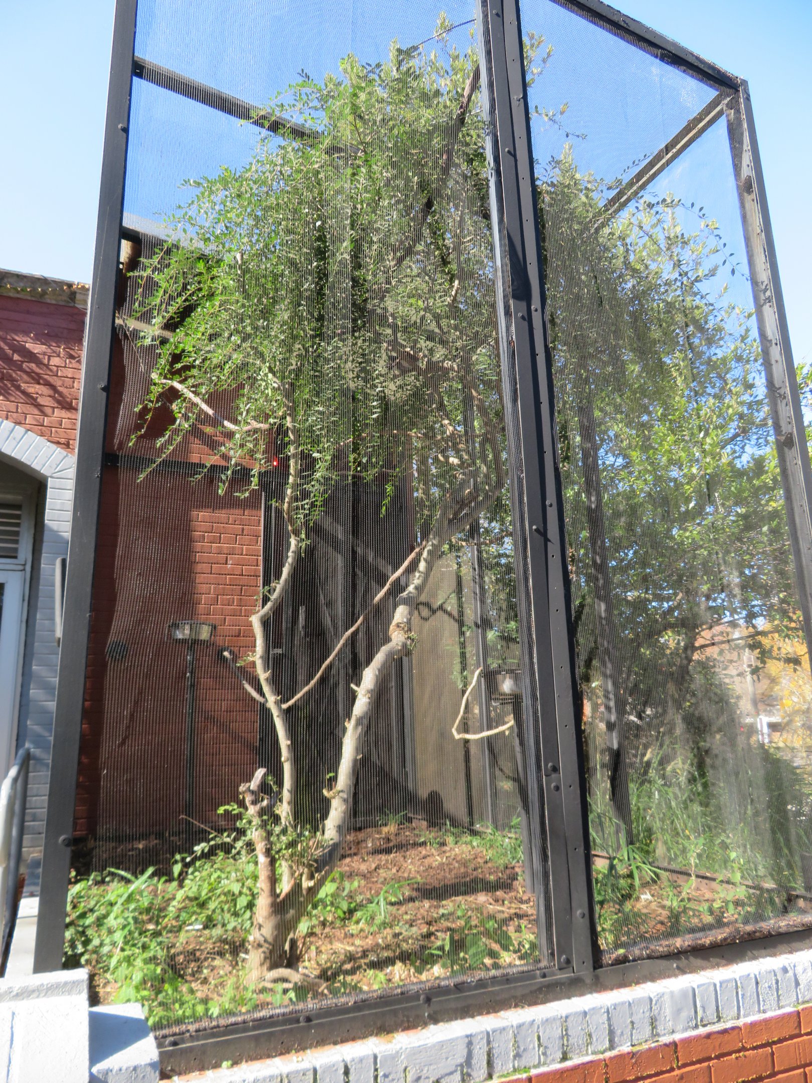 White-crowned Laughingthrush Aviary