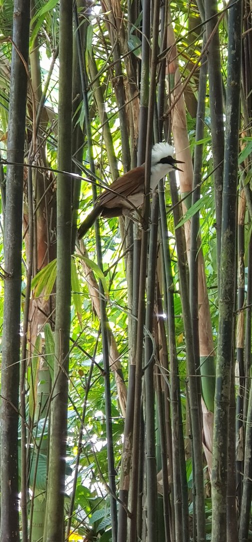 White-crowned laughingthrush