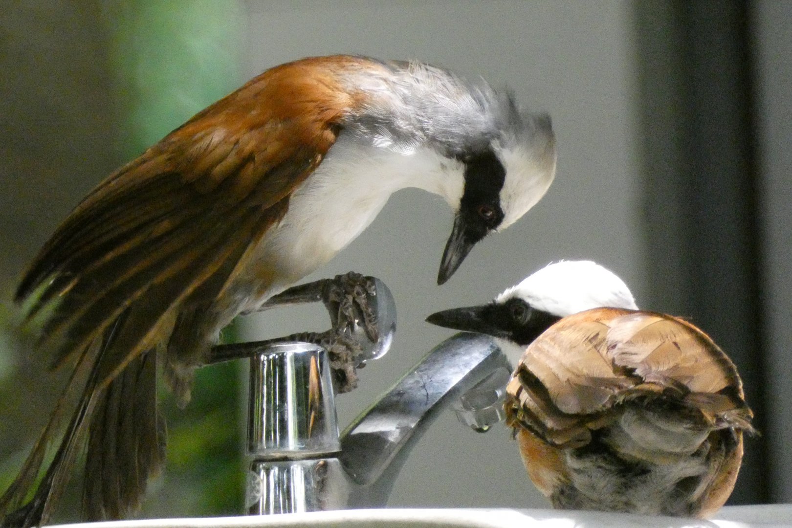 White-crowned laughingthrushes