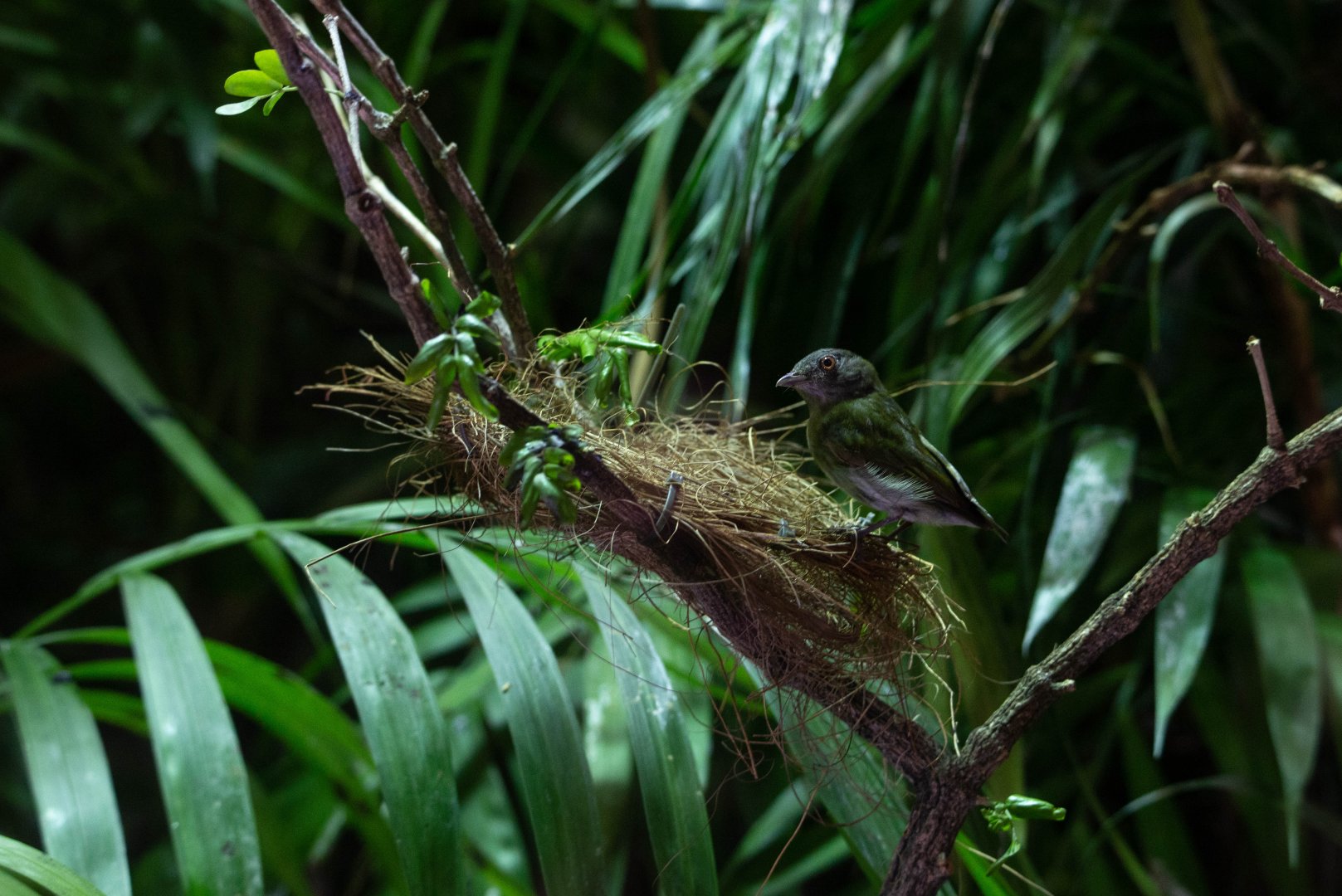 White-crowned Manakin- (Dixiphia pipra)