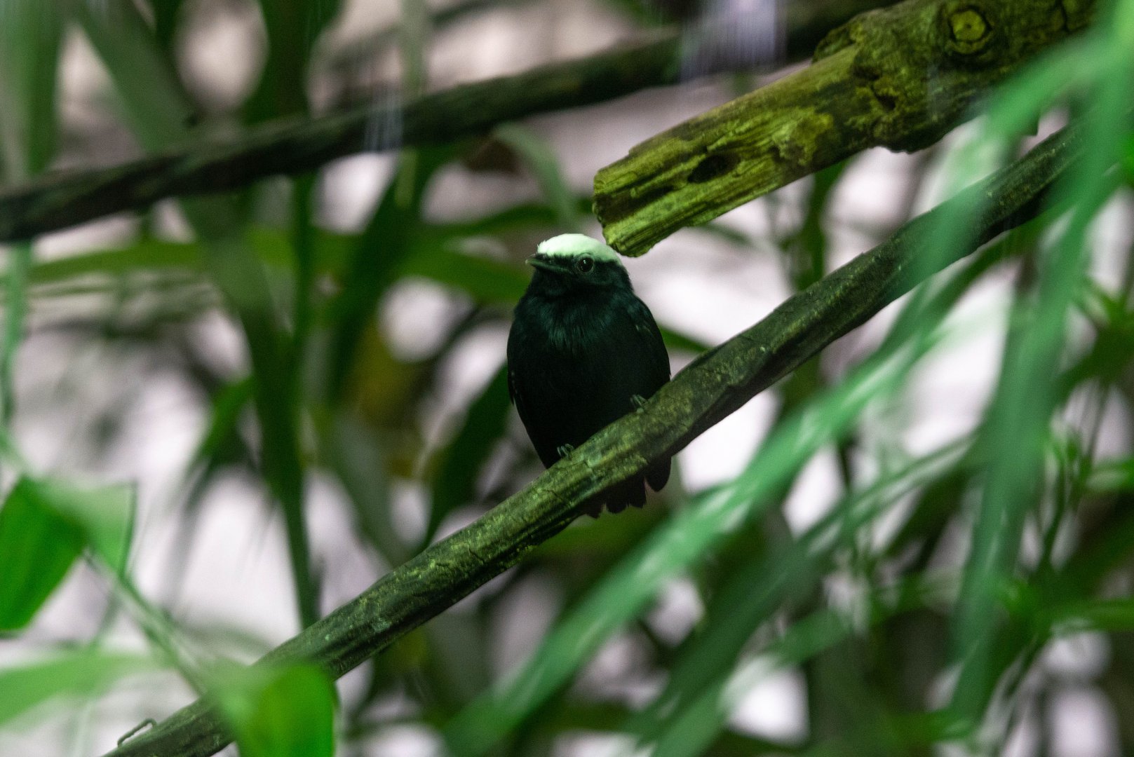 White-crowned Manakin- Dixiphia pipra