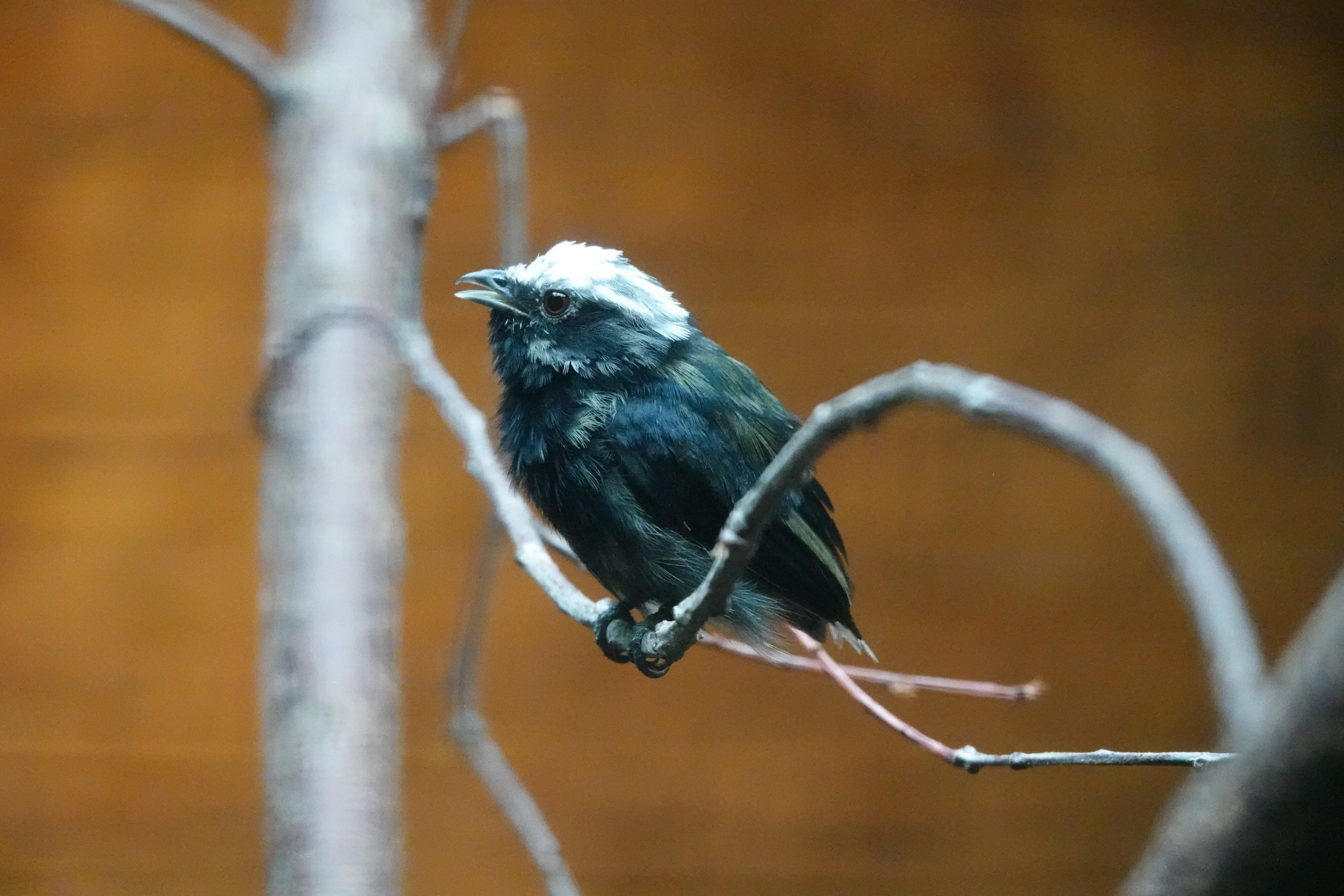 White-crowned manakin