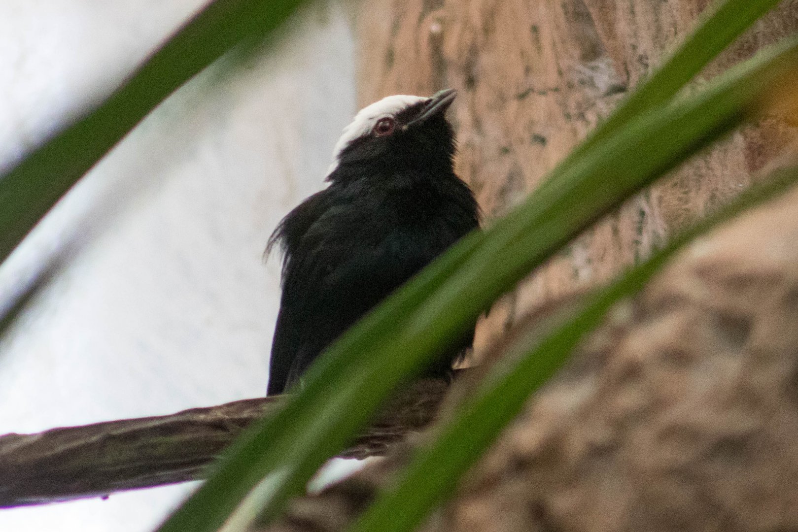 White-crowned manakin