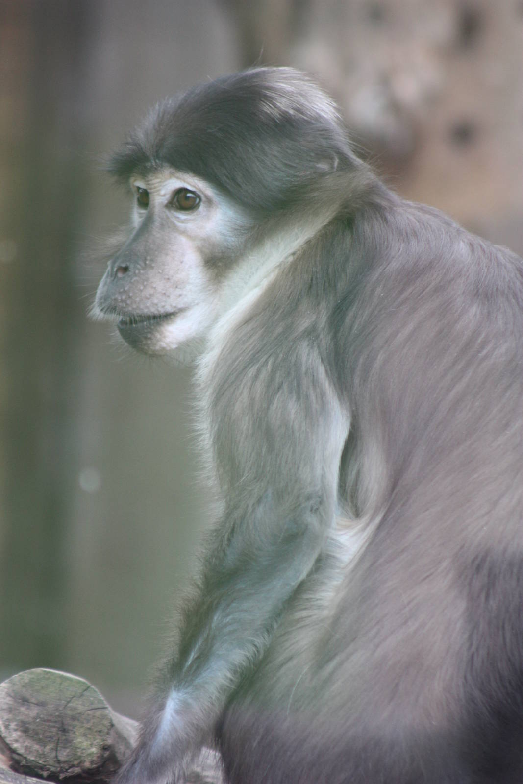 White-crowned Mangabey, 9th June 2014