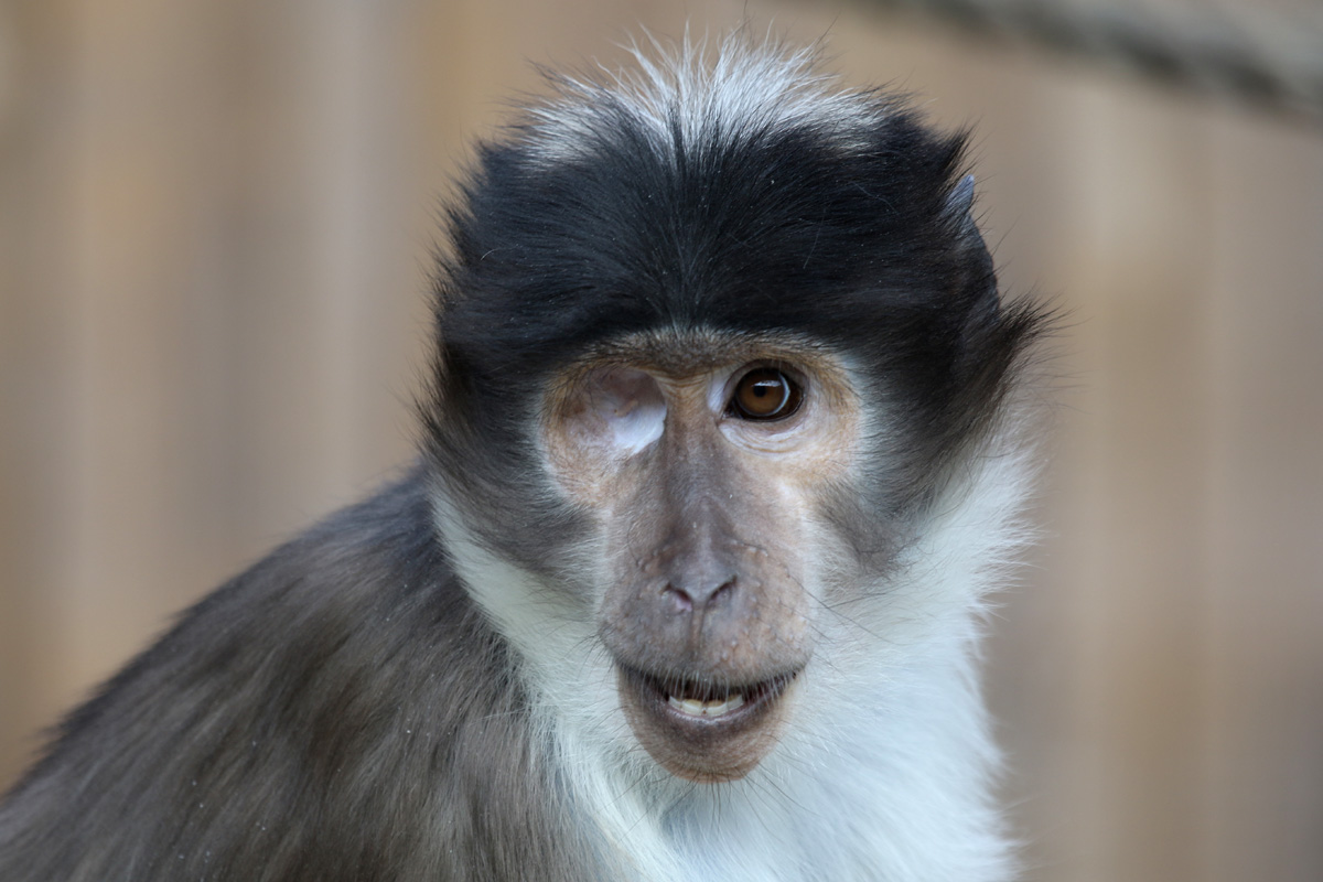 White-crowned Mangabey at Flamingo Land 15/09/2018