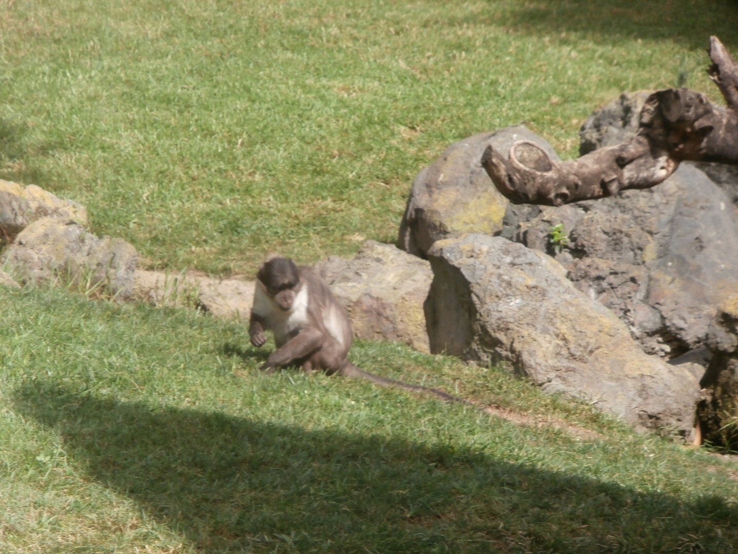 White crowned mangabey -Bioparc Valencia (Summer 2017)