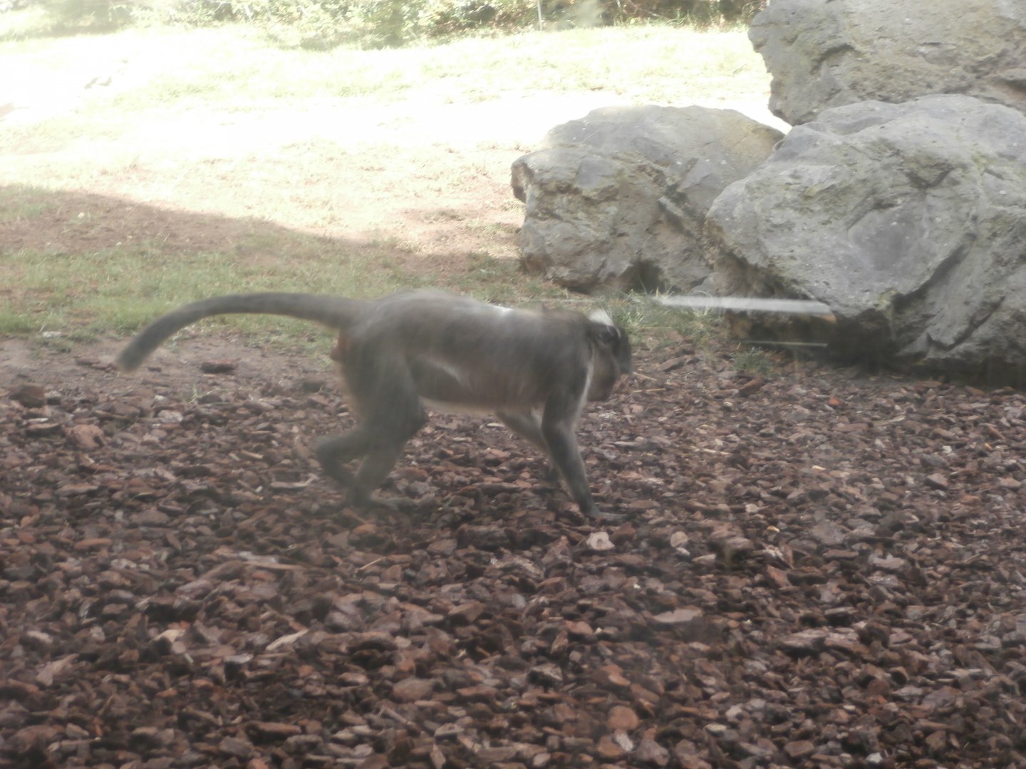 White crowned mangabey -Bioparc Valencia (Summer 2017)