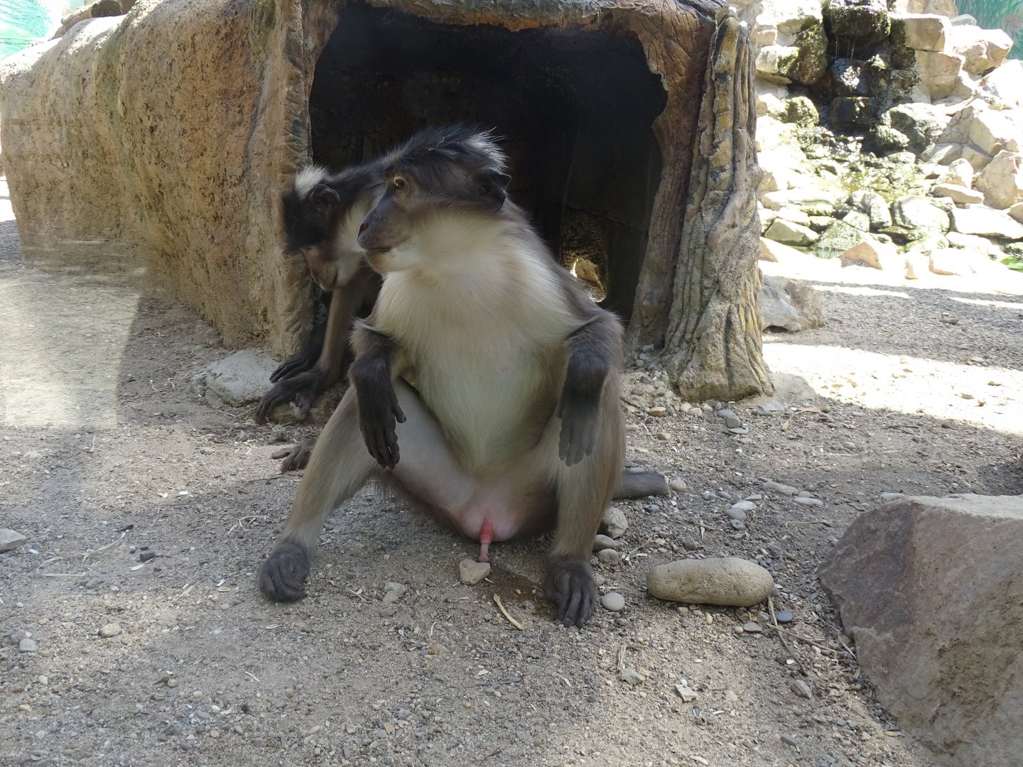 White-crowned mangabey (Cercocebus torquatus)