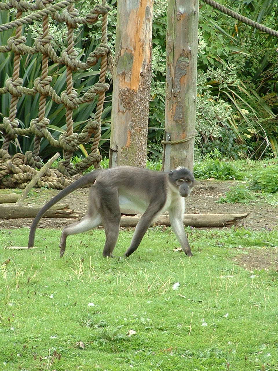 White Crowned Mangabey - Dublin 2007