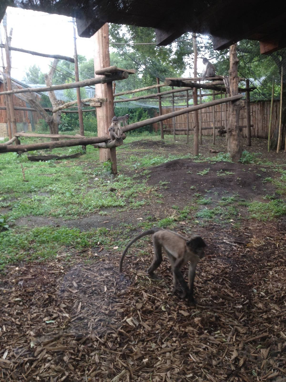 White Crowned Mangabey Enclosure