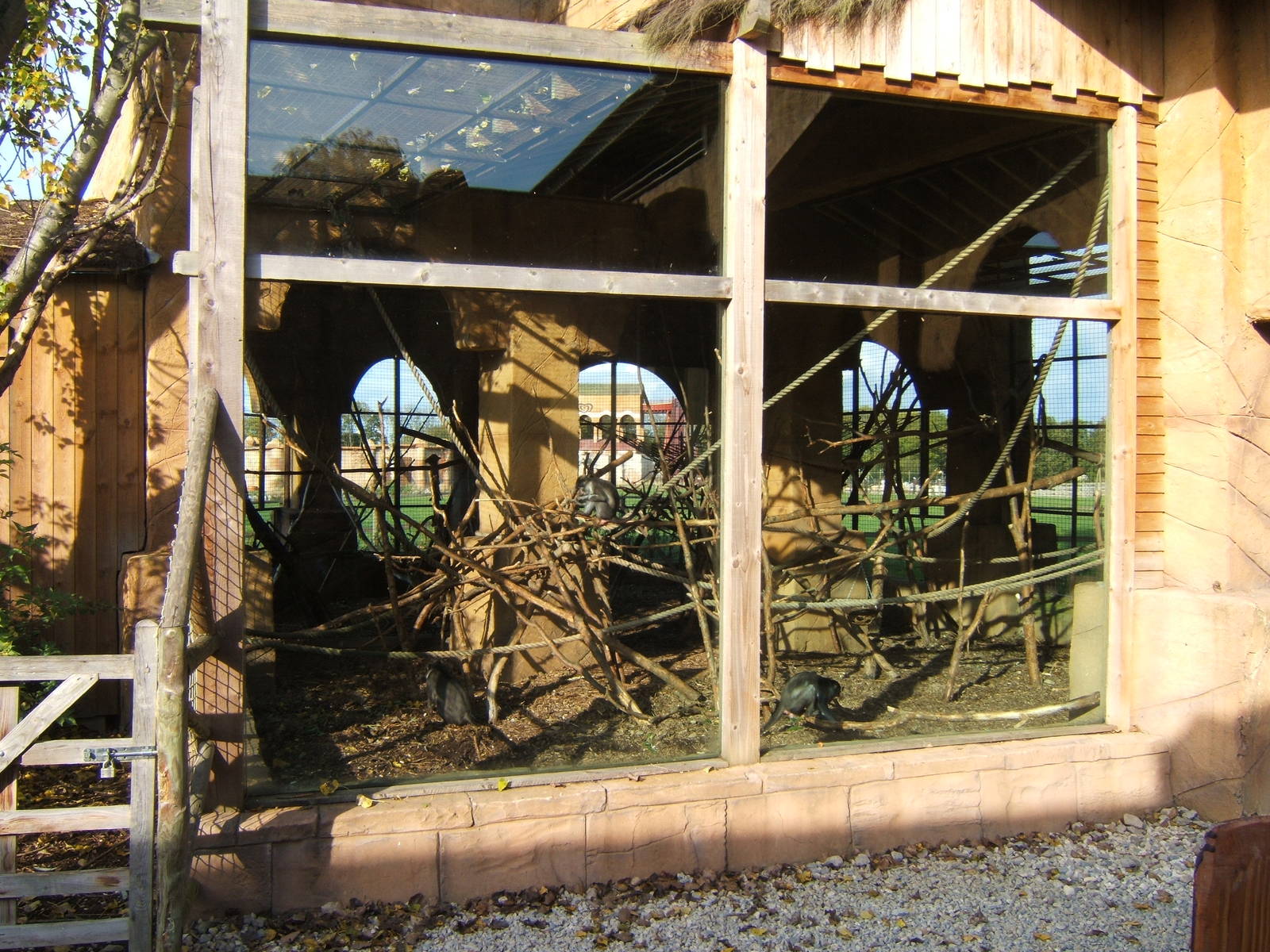 White-crowned Mangabey enclosure