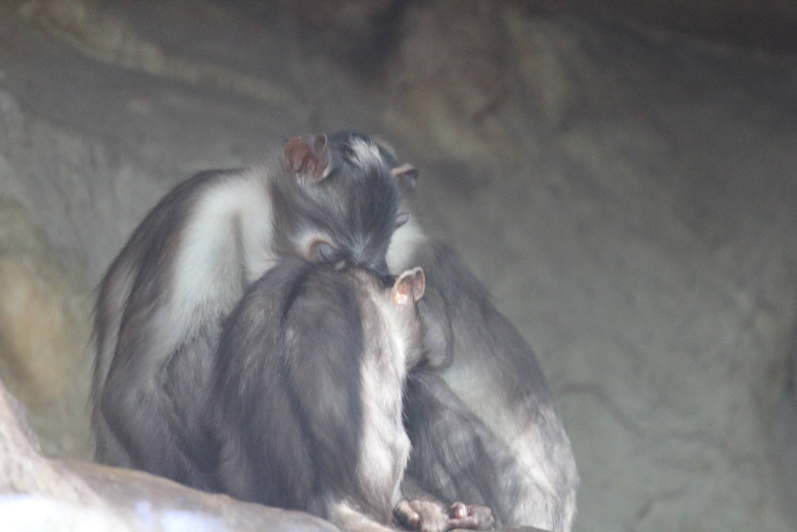 White-crowned mangabey - Hugs!