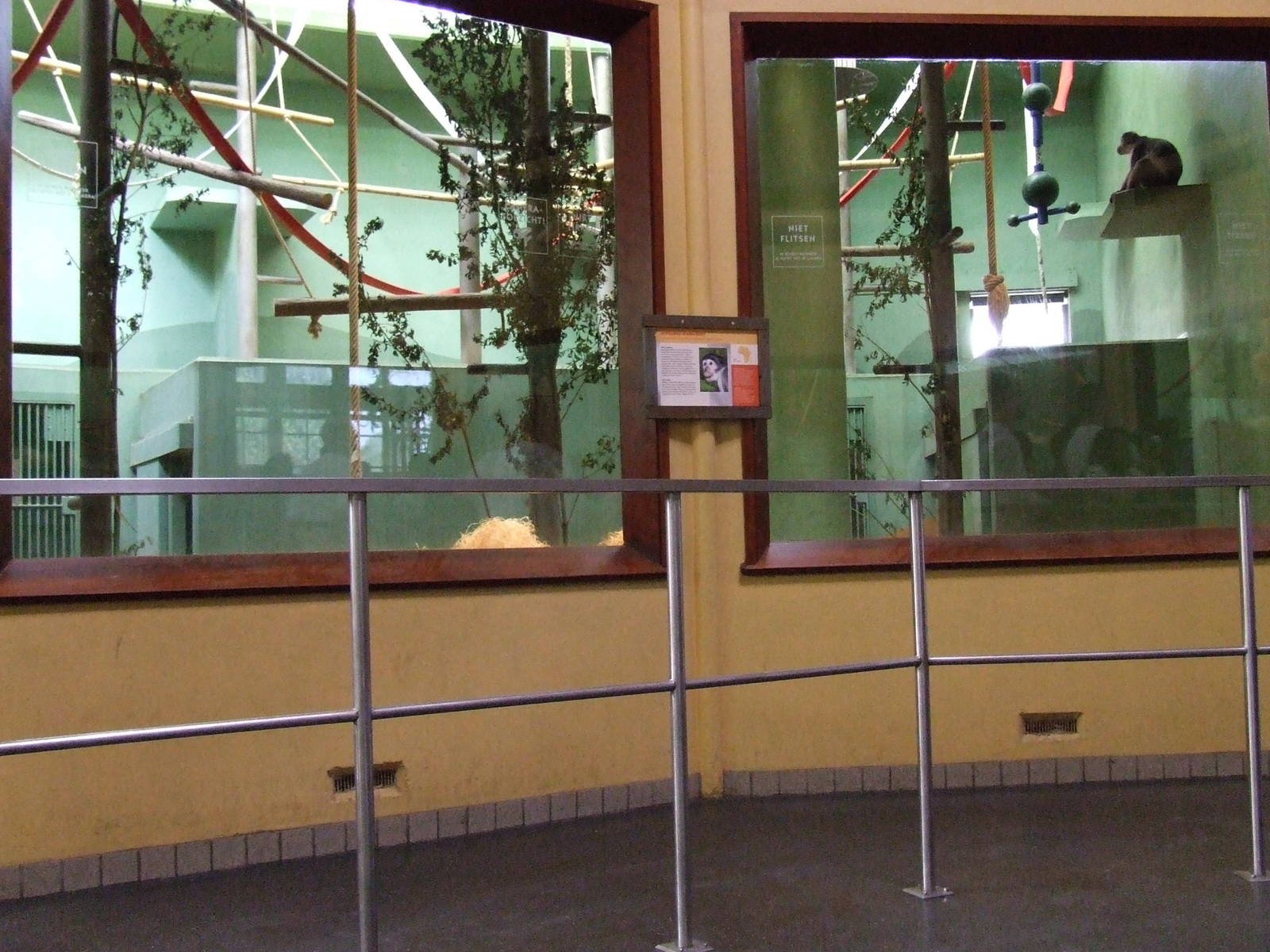 White-crowned Mangabey indoor exhibit