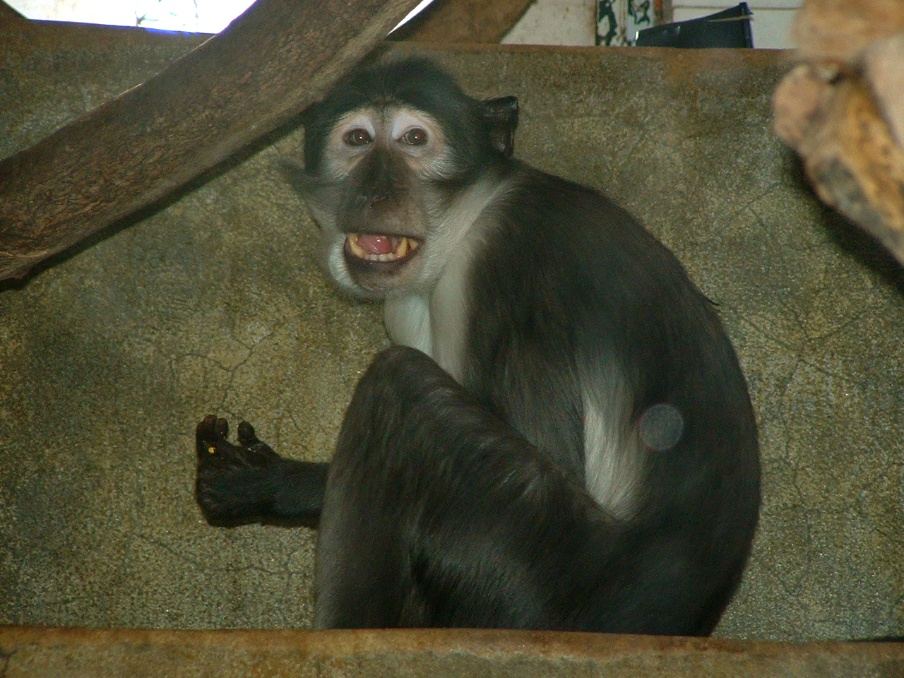 White Crowned Mangabey - Paris JP 2005