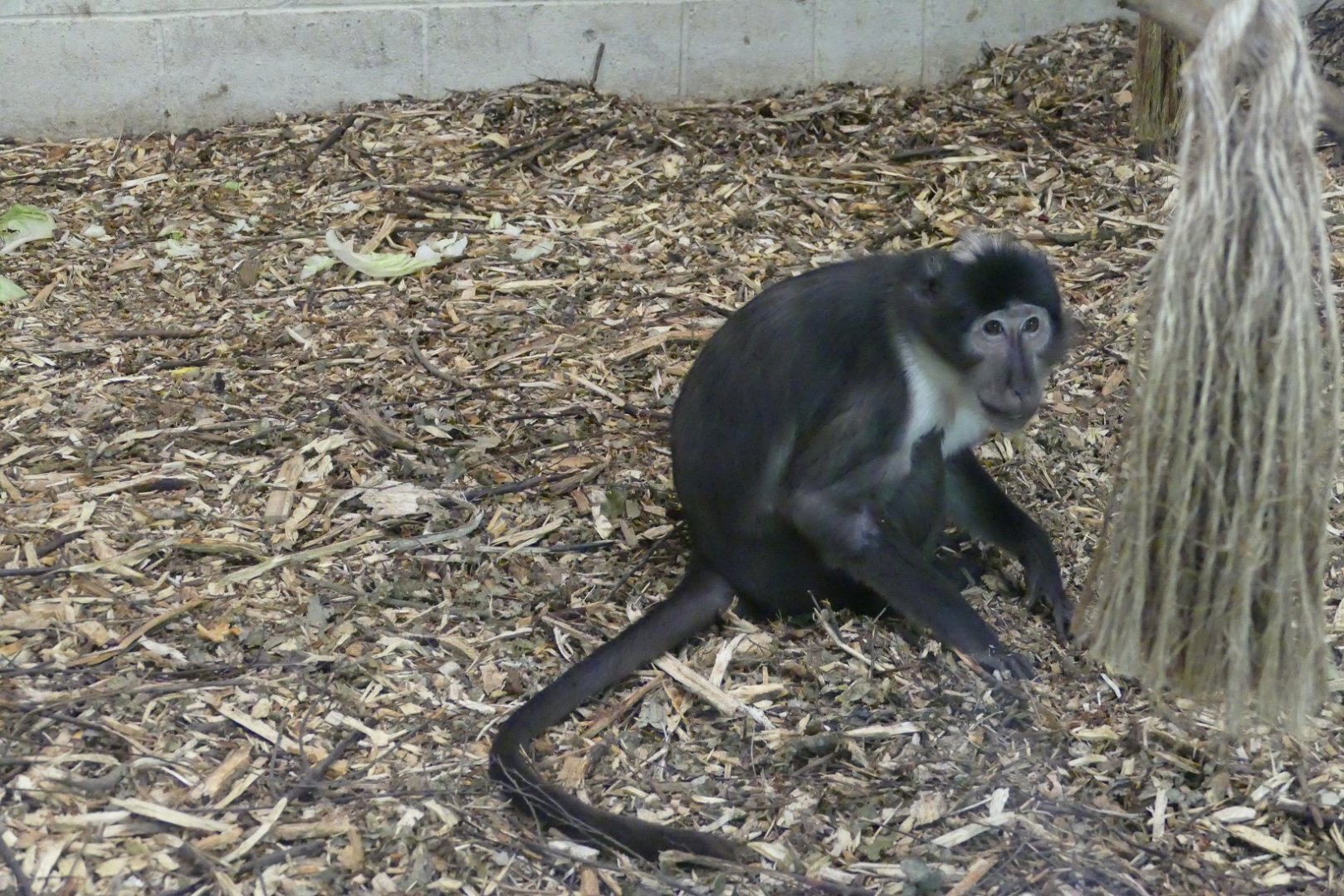 White-crowned mangabey, September 2018