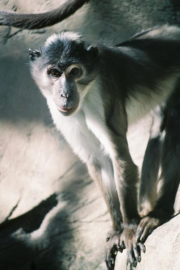 White Crowned Mangabey Valencia Zoo