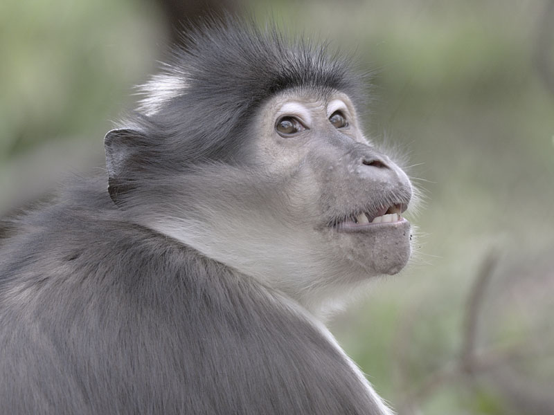 White-crowned mangabey