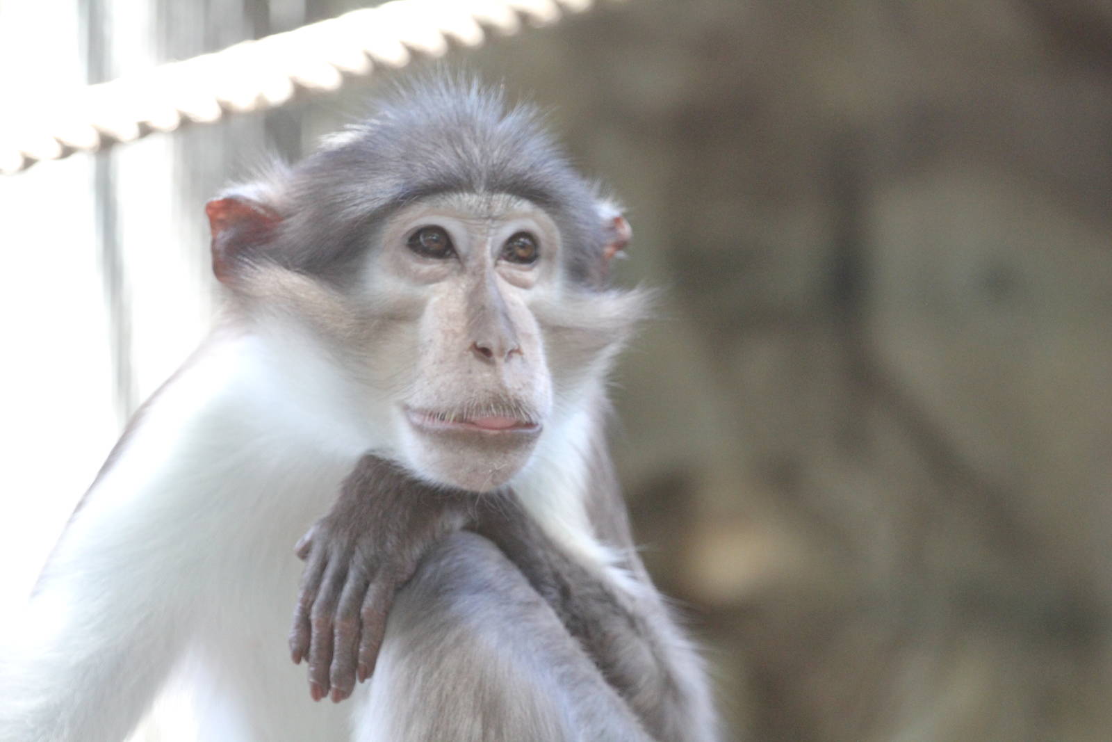 White-crowned mangabey