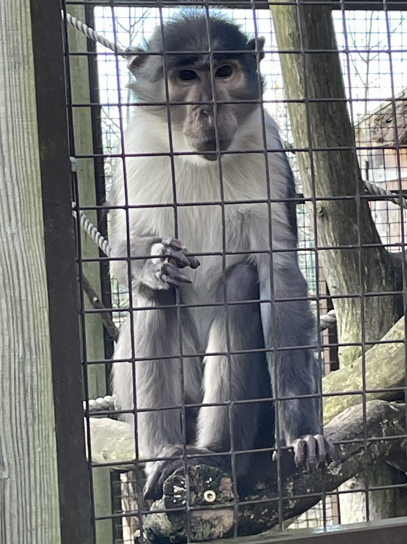 White-Crowned Mangabey