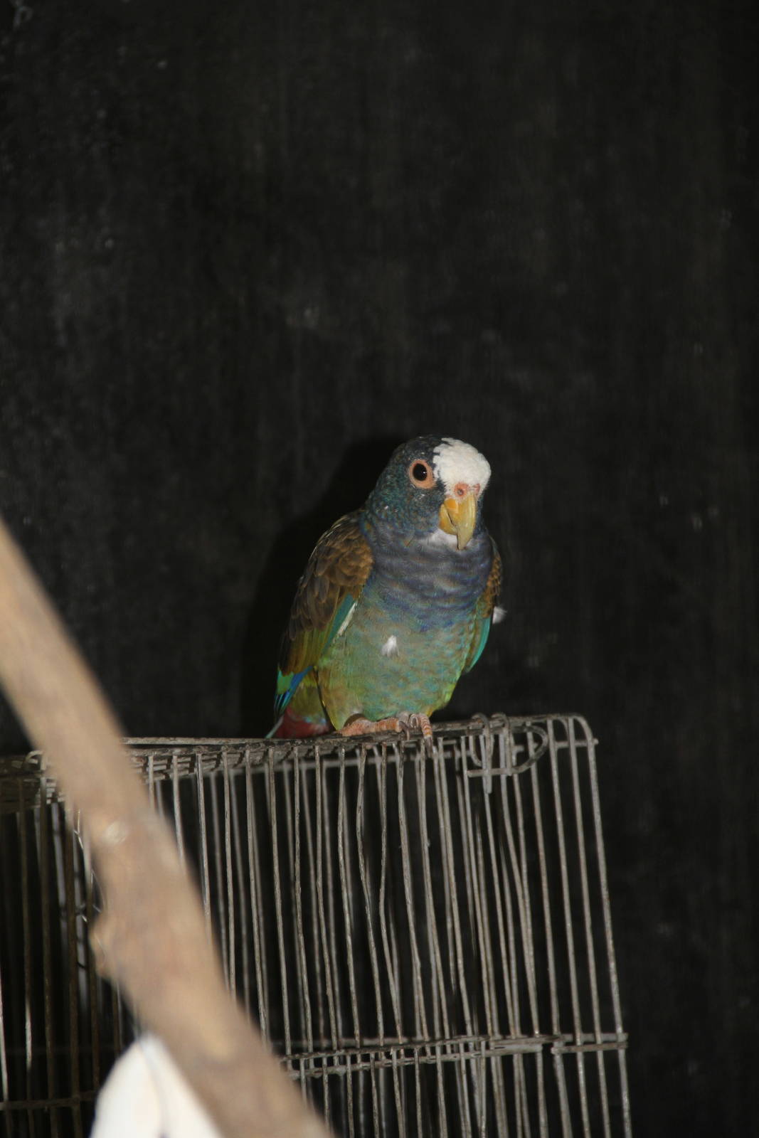 White-crowned Parrot (Pionus senilis)