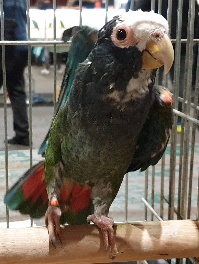 White-crowned parrot - Pionus senilis