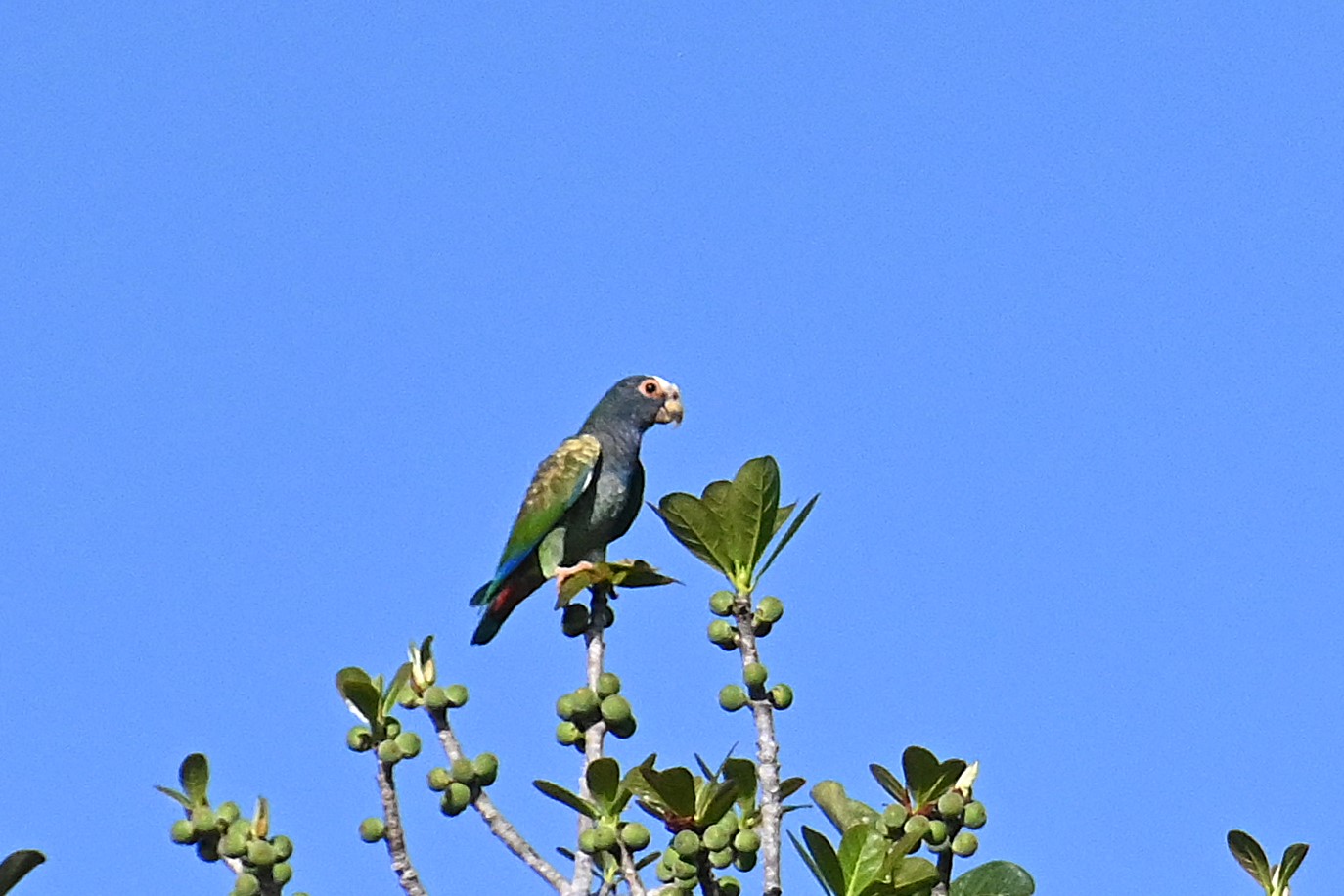white-crowned parrot (Pionus senilis)