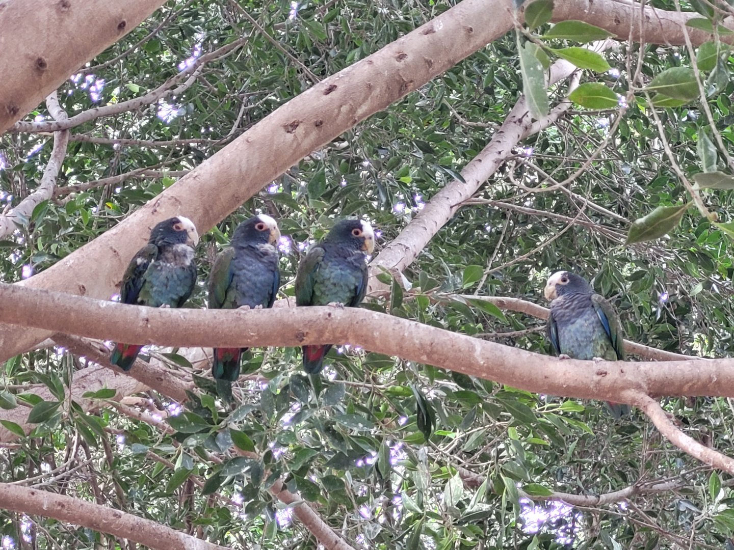 White-crowned parrot -TerraNatura Benidorm (2022)