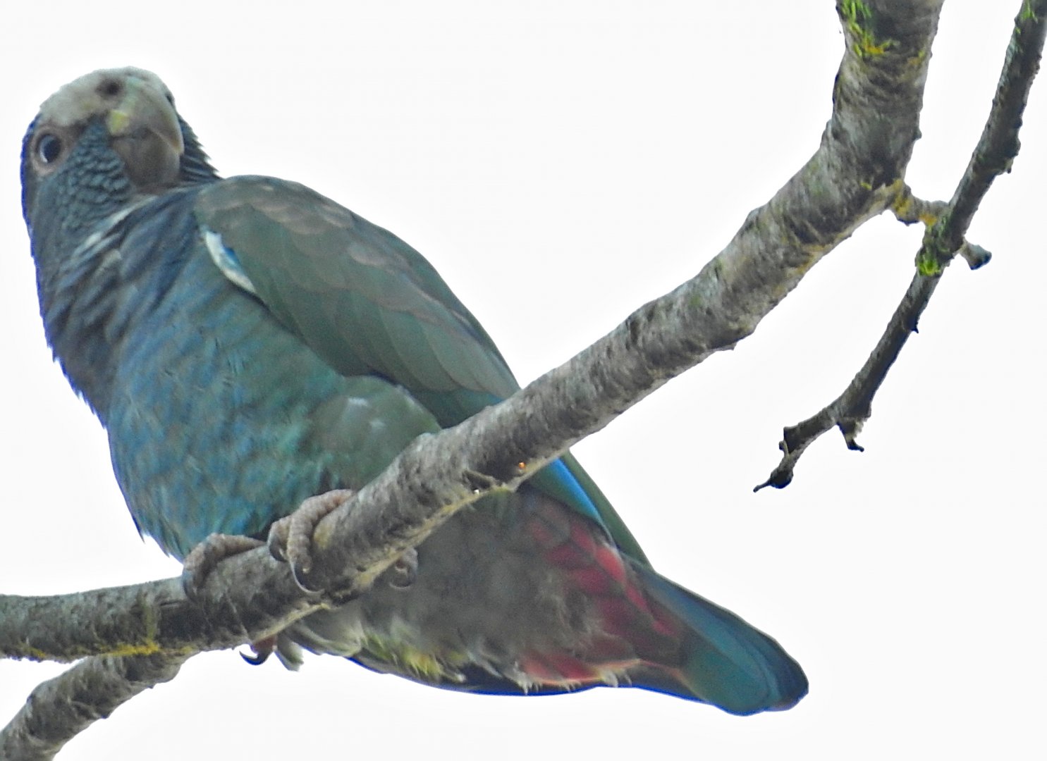 White Crowned Parrot