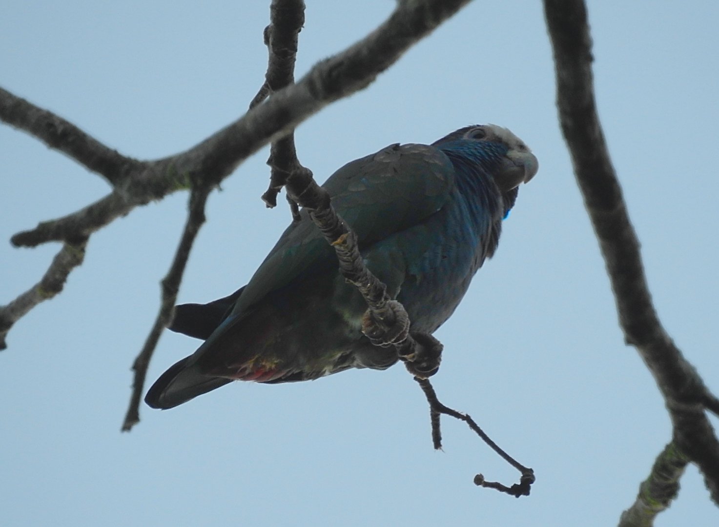 White Crowned Parrot