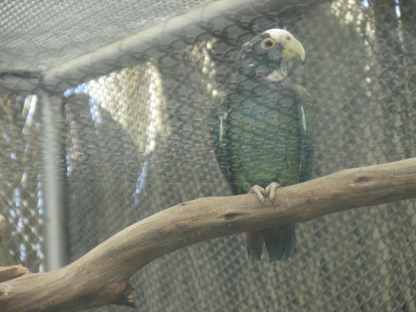 white crowned parrot