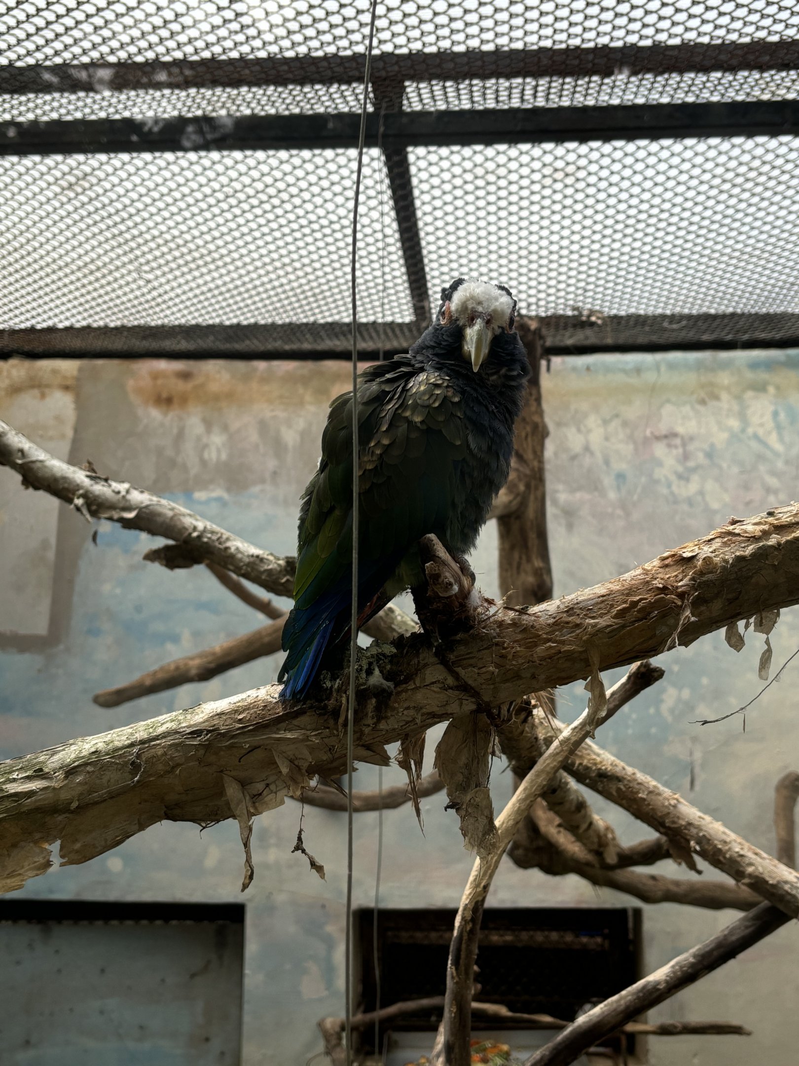 White-crowned Parrot