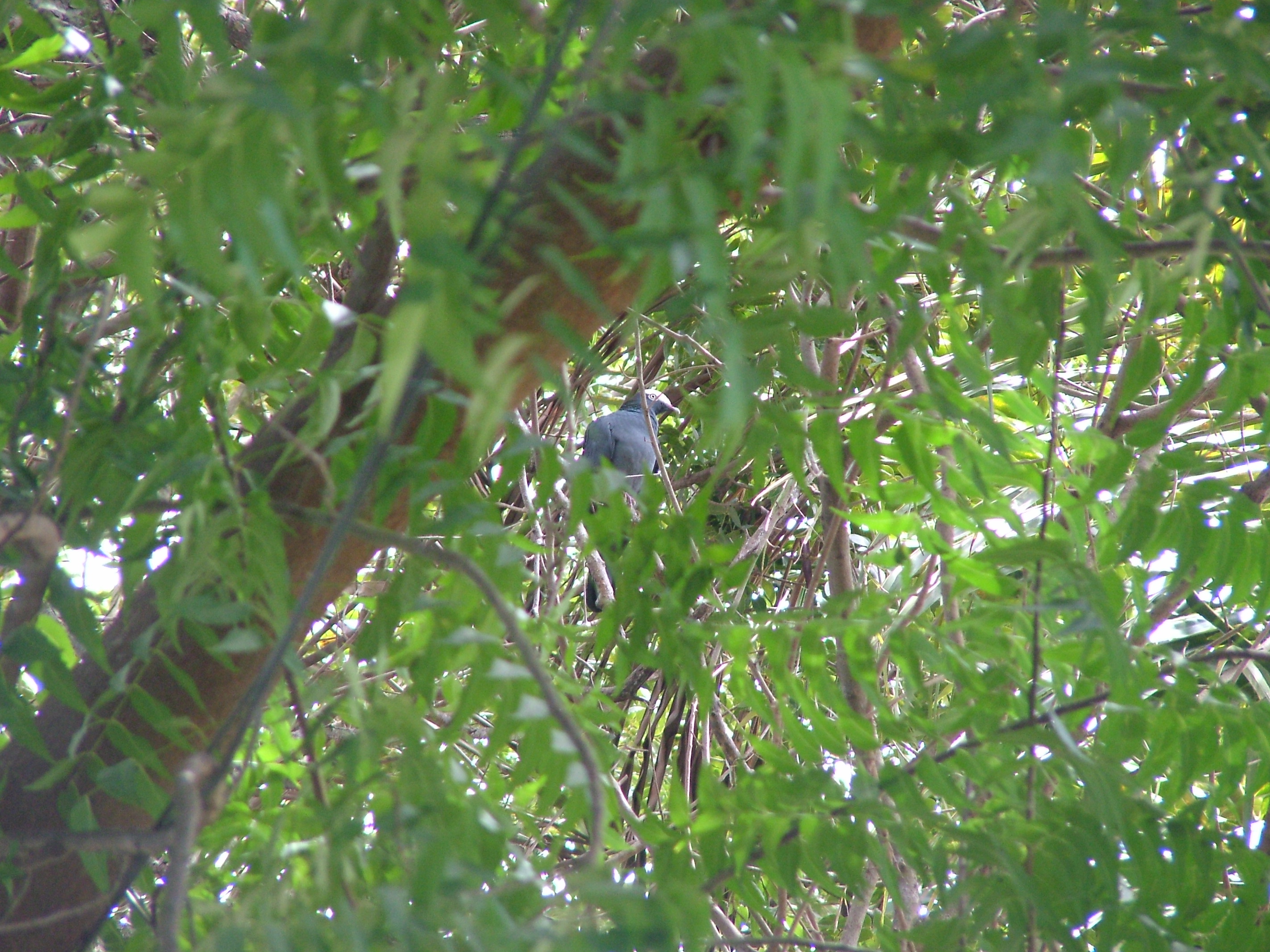 White-crowned Pigeon, Antigua, 2007