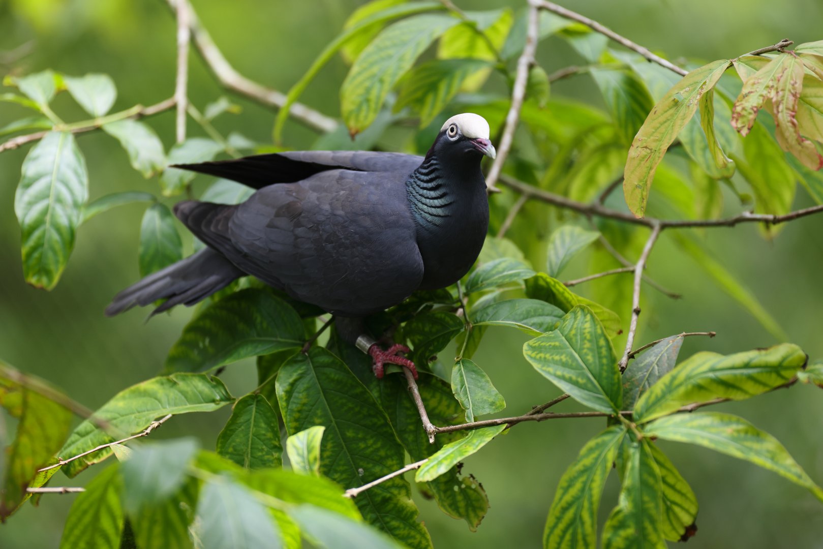 White-crowned Pigeon (Patagioenas leucocephala) - Amazonian Jewels