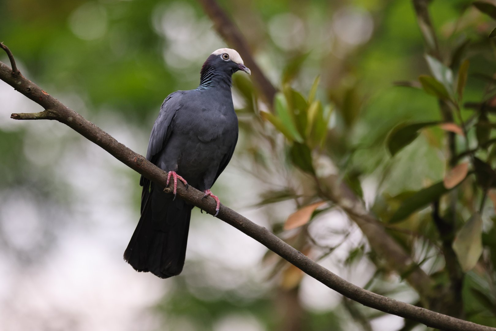 White-crowned Pigeon (Patagioenas leucocephala) - Amazonian Jewels