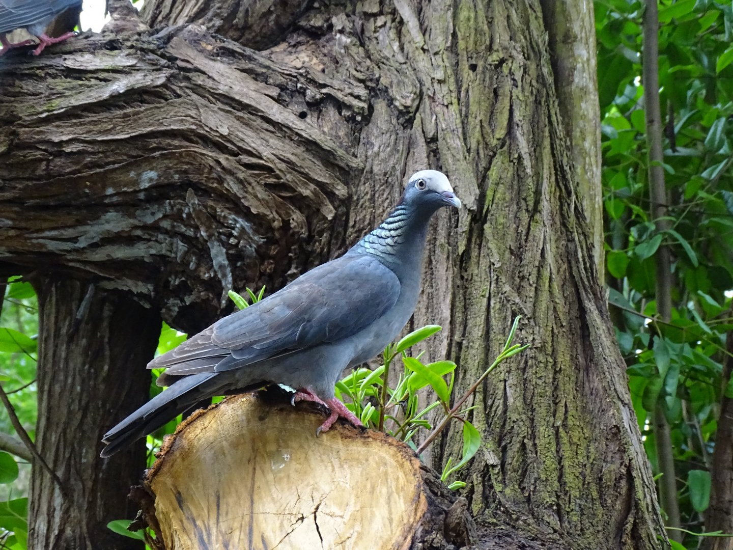 White crowned pigeon (Patagioenas leucocephala) Jamaica Swamp Safari, Jamaica