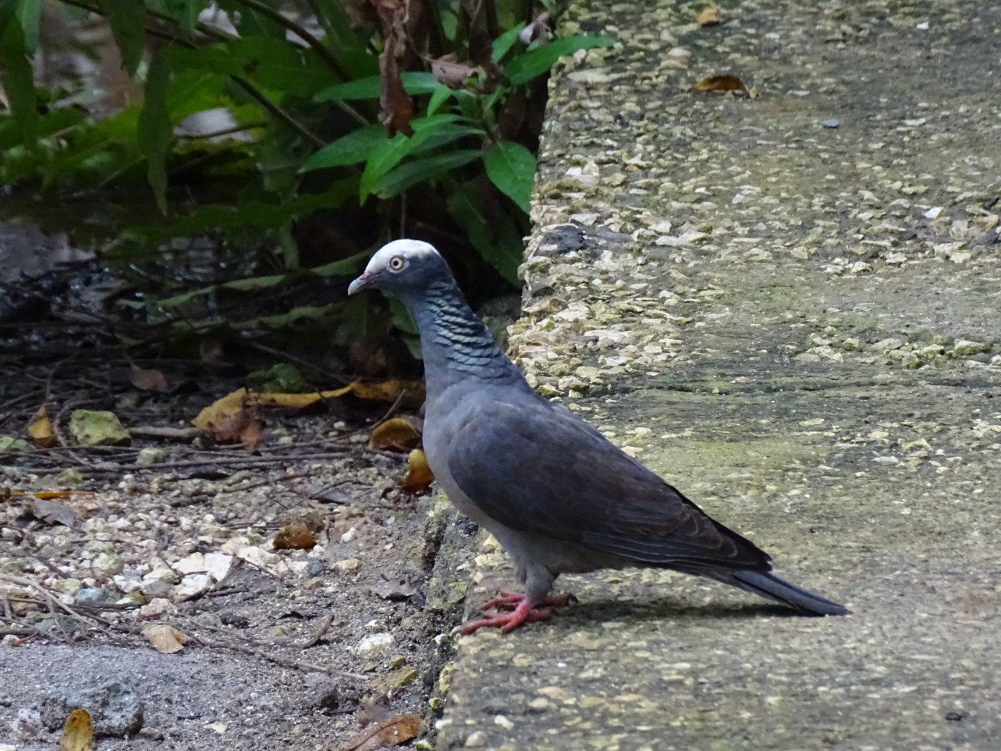 White crowned pigeon (Patagioenas leucocephala) Jamaica Swamp Safari, Jamaica
