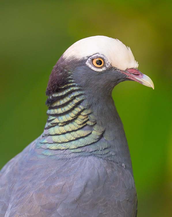 White-Crowned Pigeon (Patagioenas Leucocephala)