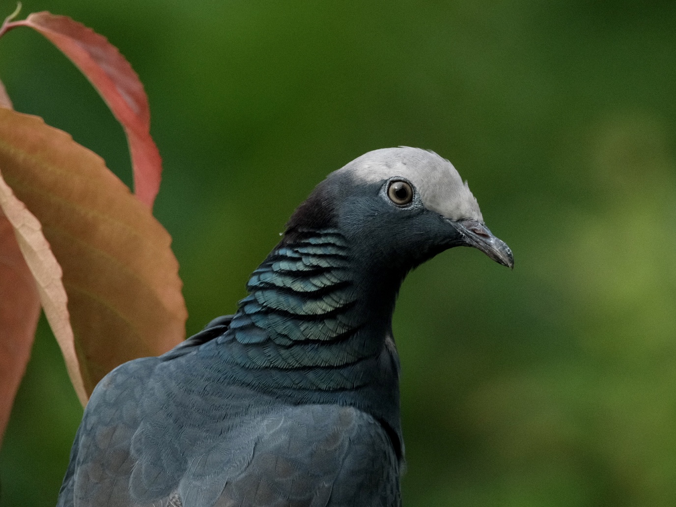 White-crowned Pigeon (Patagioenas leucocephala)