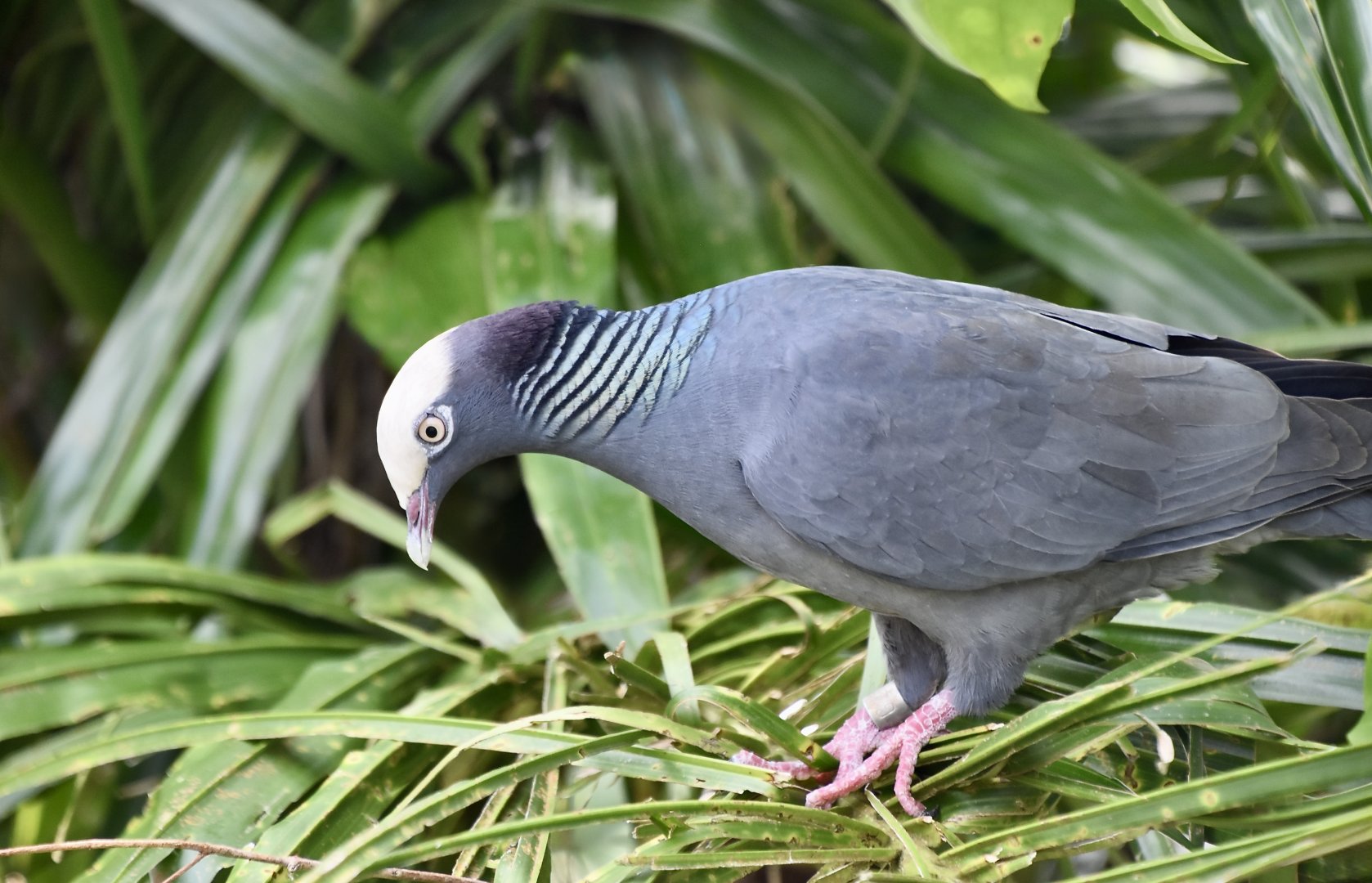 White-Crowned Pigeon (Patagioenas leucocephala)