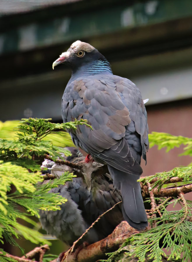 White-crowned pigeon (Patagioenas leucocephala)