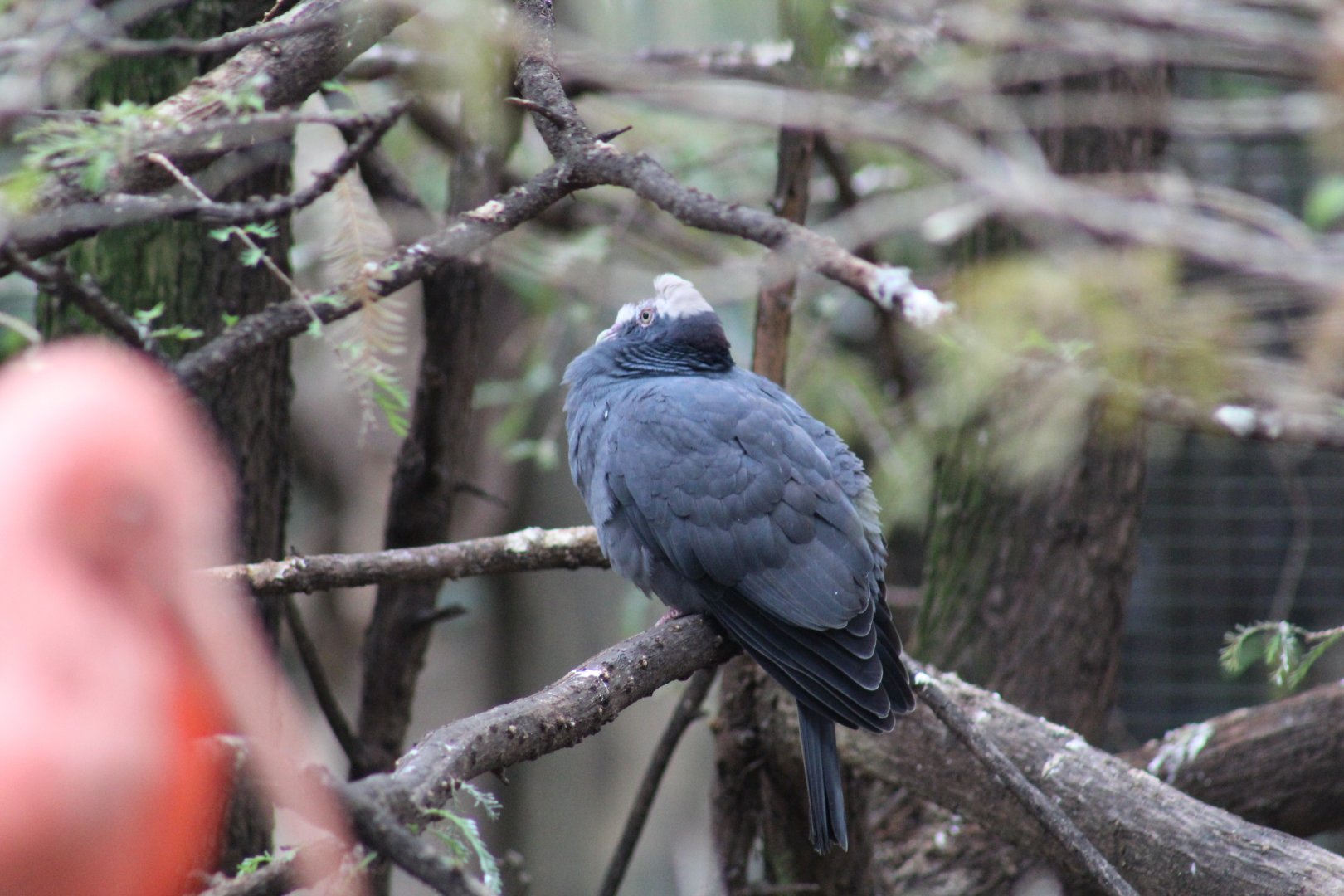 White-Crowned Pigeon