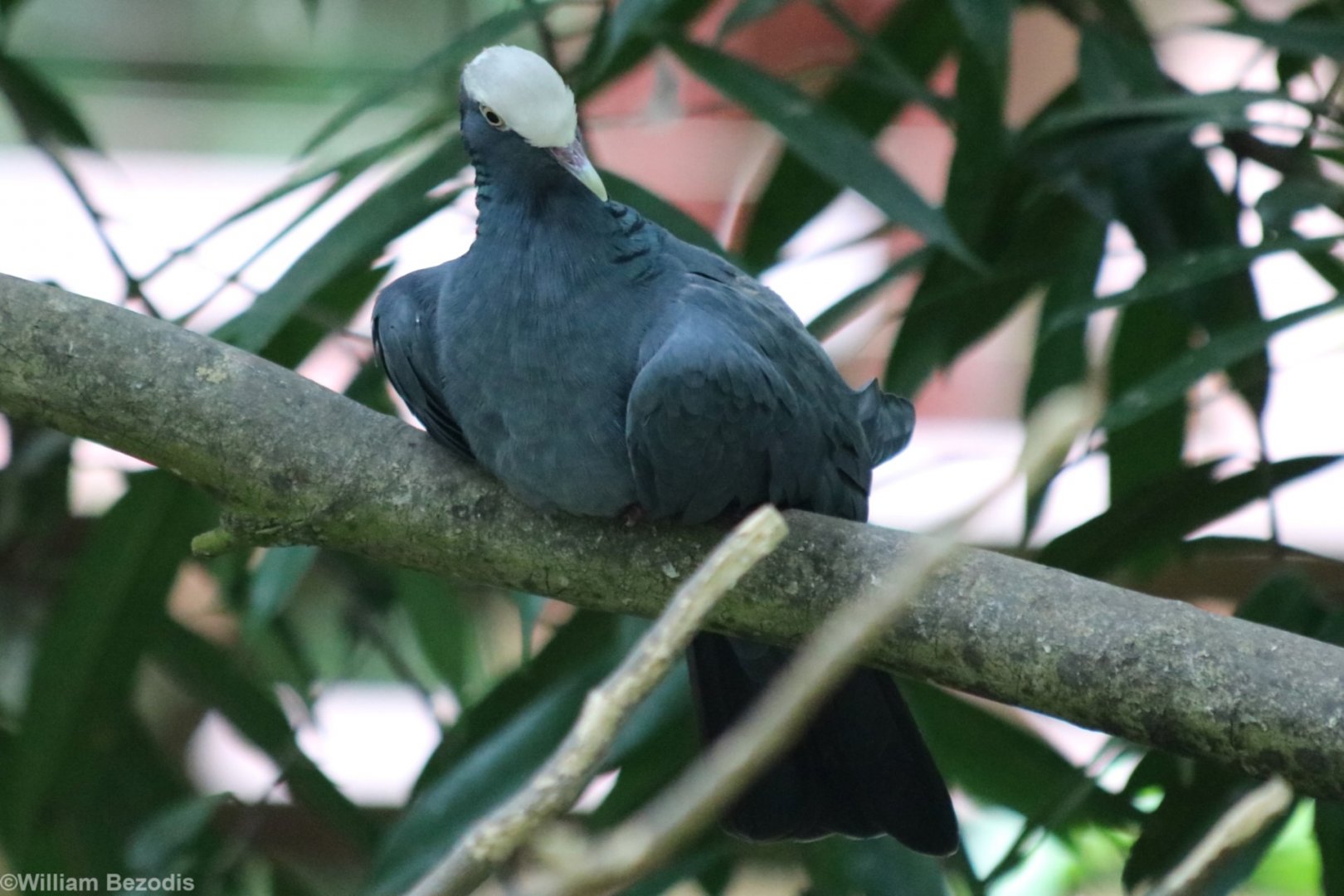 White-crowned Pigeon