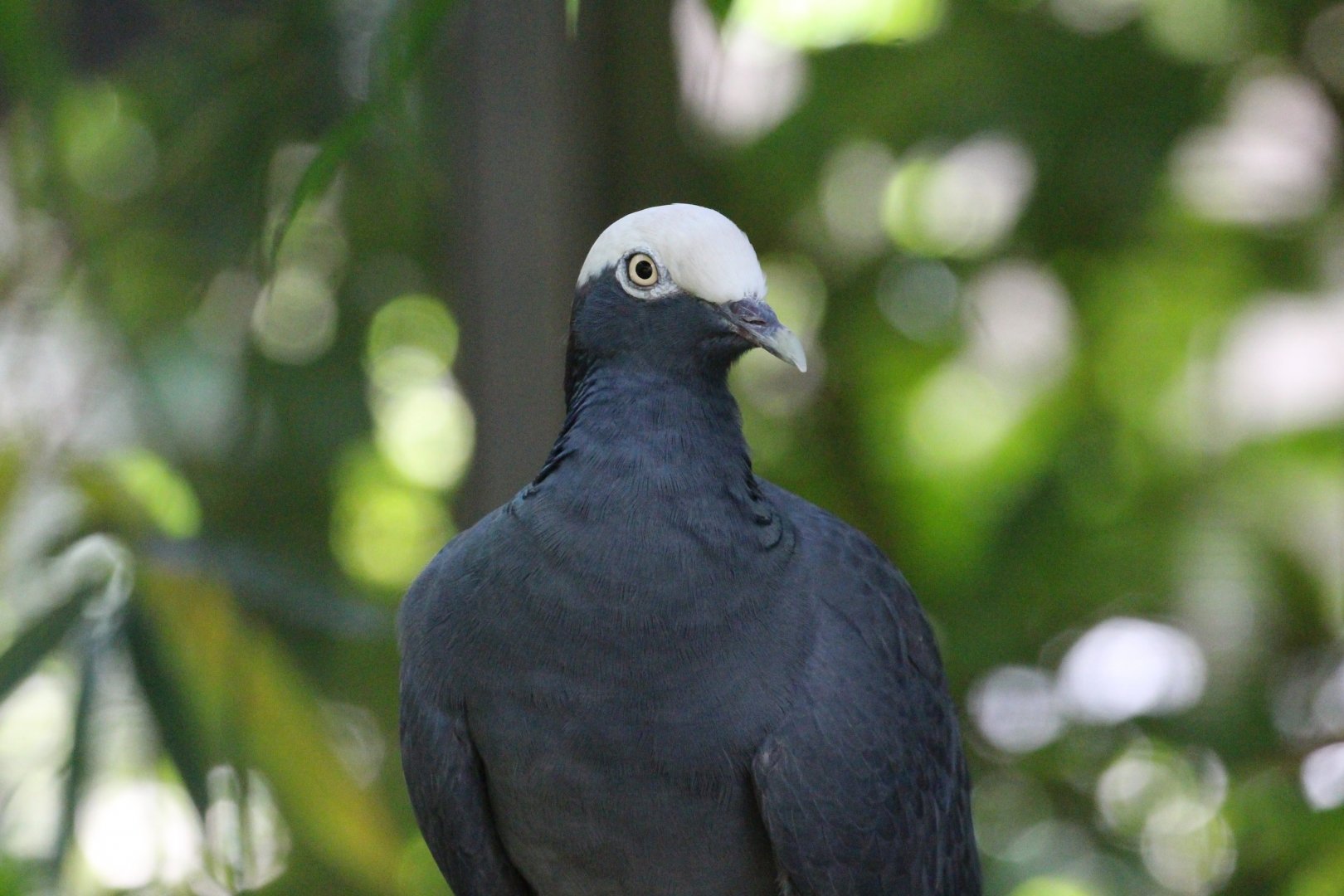 White-crowned Pigeon
