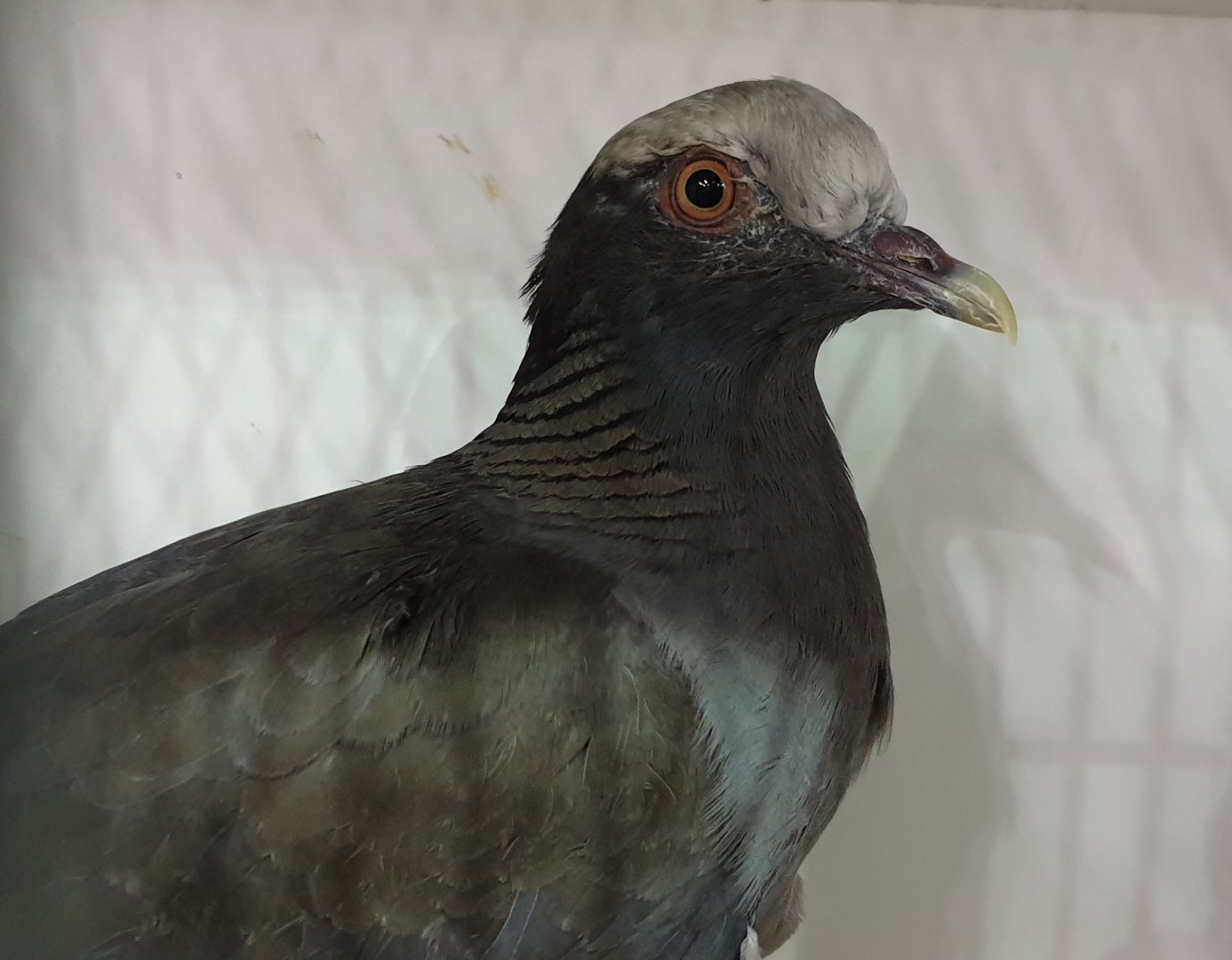 White-crowned pigeon
