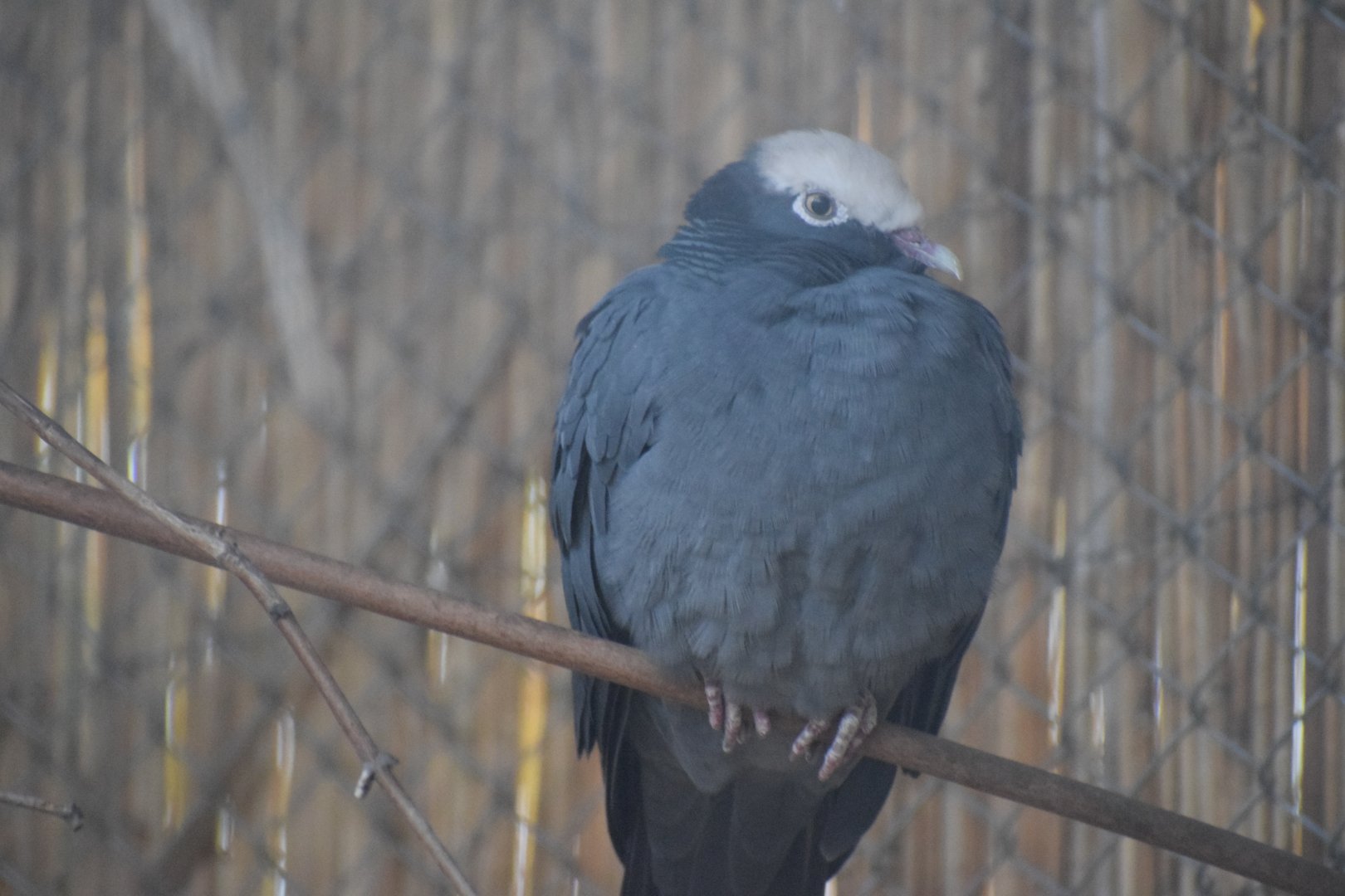 White-crowned pigeon