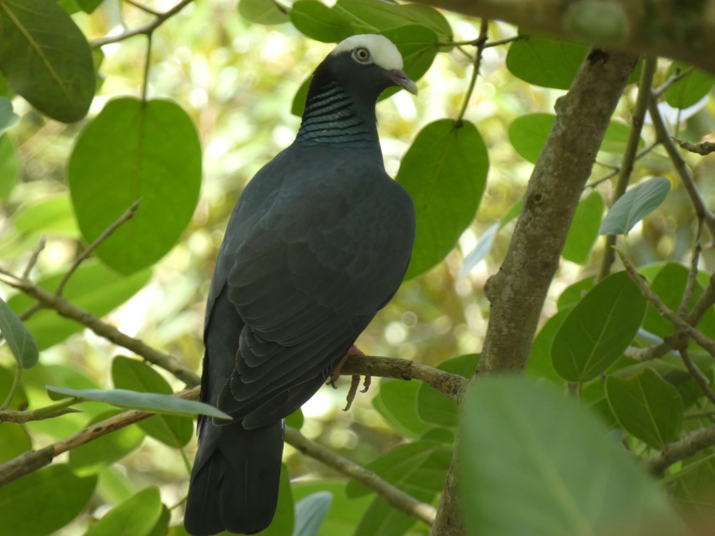 White-crowned pigeon