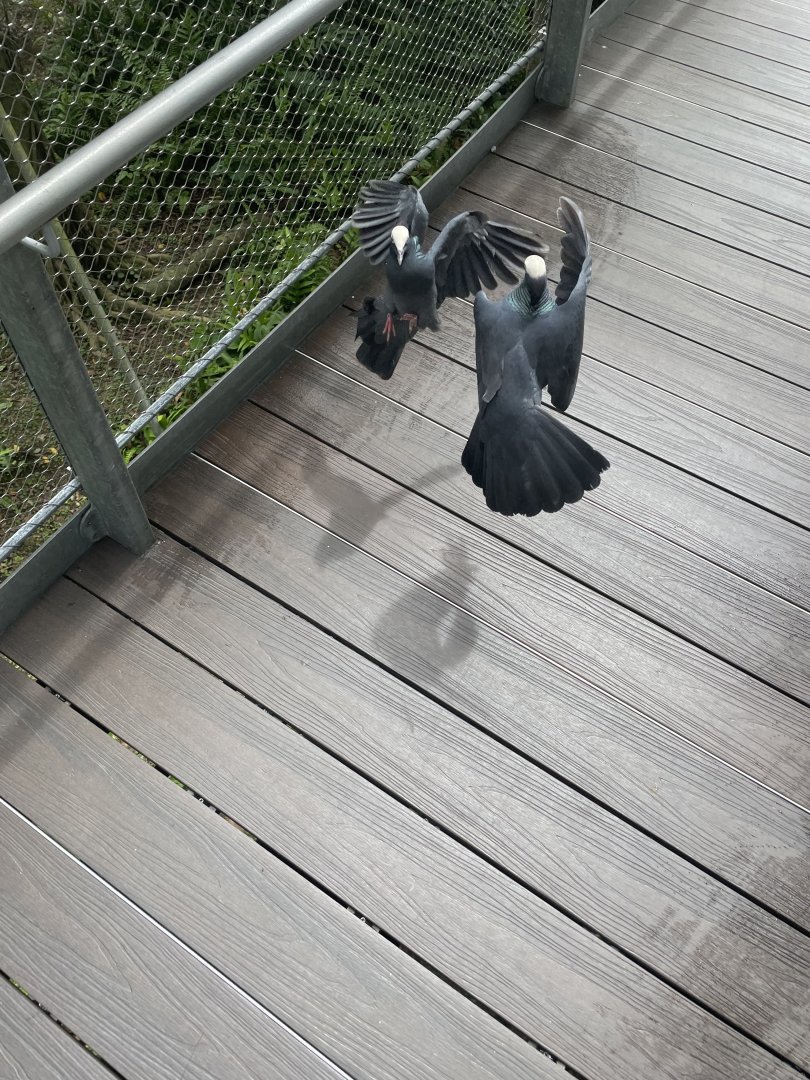 White-crowned Pigeons (Patagioenas leucocephala)
