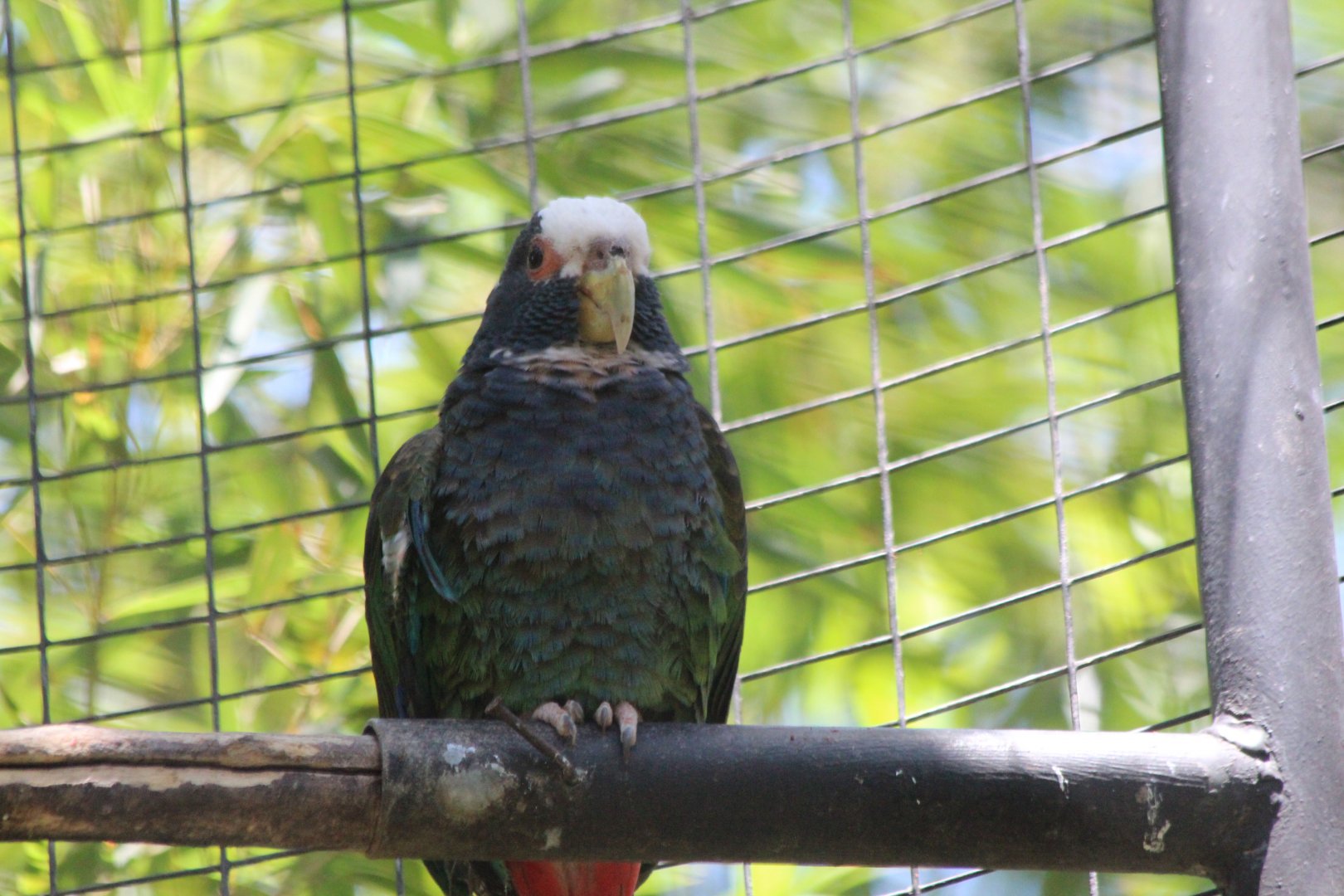 White-crowned Pionus Parrot - Mar 2019